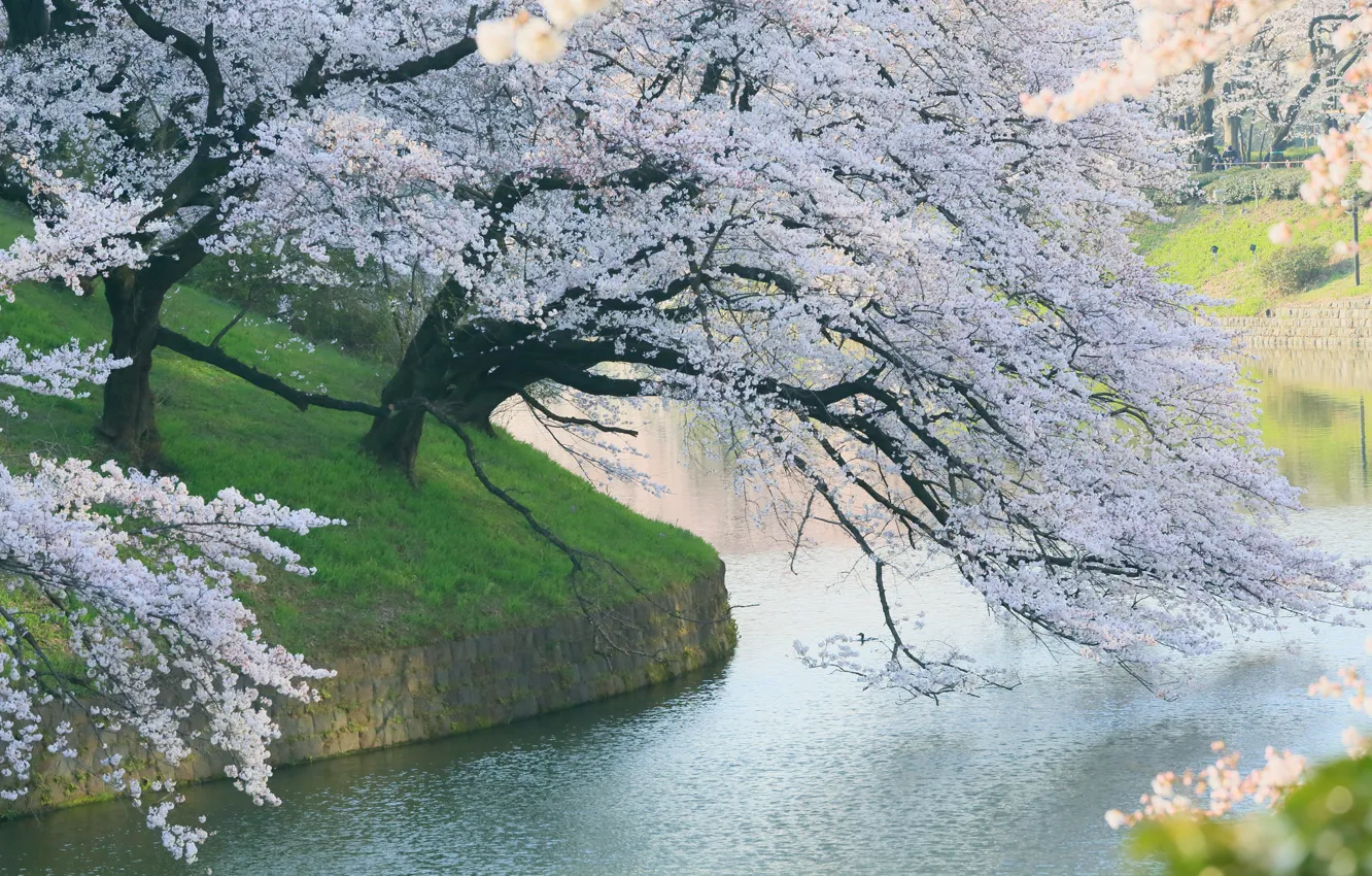 Photo wallpaper trees, Park, spring, Sakura, flowering