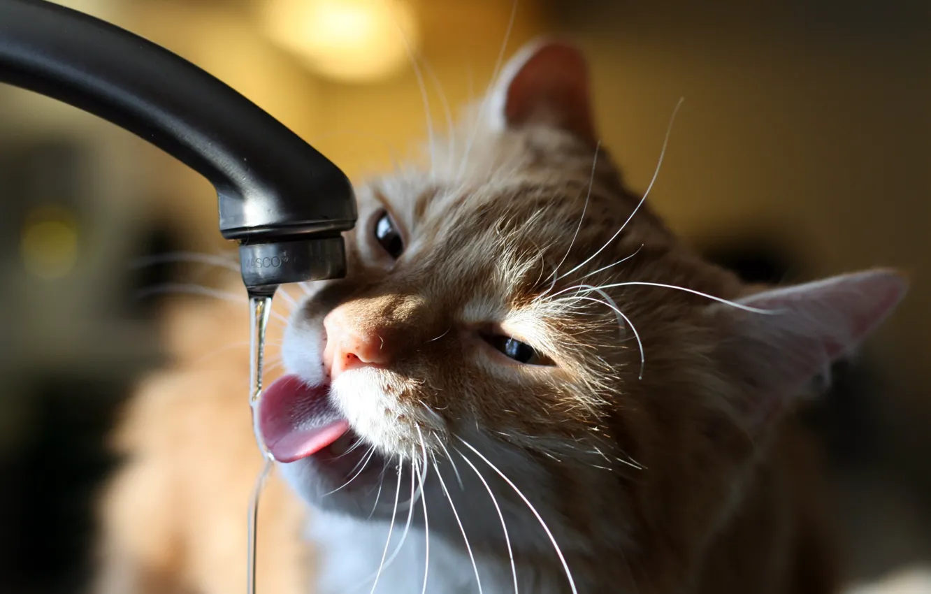 Photo wallpaper cat, cat, water, crane, Koshak, drink, want, very