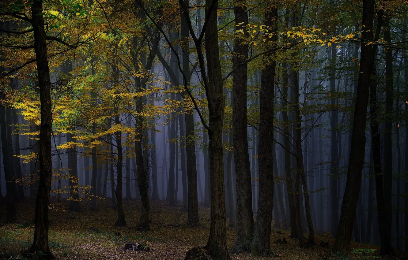 Photo wallpaper autumn, forest, trees, night, nature, fog