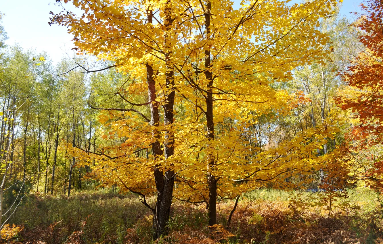 Photo wallpaper autumn, forest, leaves, trees