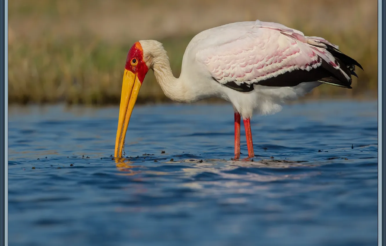 Photo wallpaper nature, bird, picture, stork, nature, bird, art, Stork