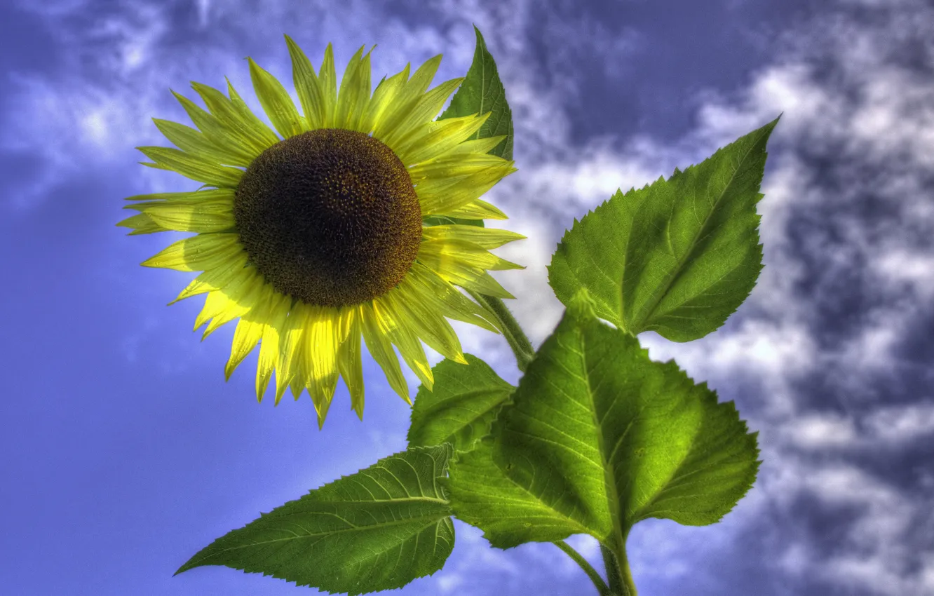 Photo wallpaper flower, the sky, leaves, clouds, sunflower
