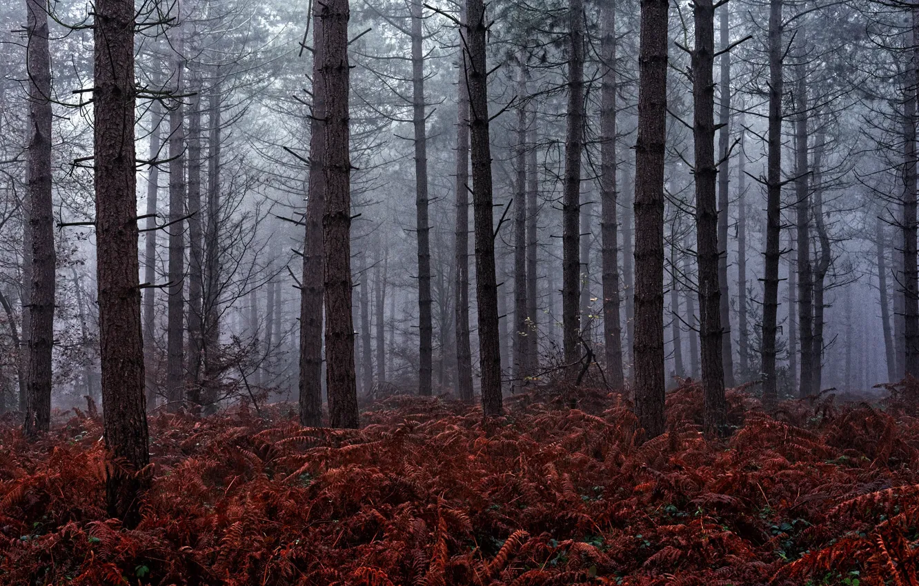 Photo wallpaper forest, trees, nature, fog, England, England, United Kingdom, Rod Bruce