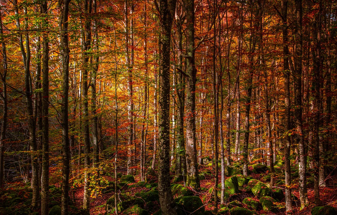 Photo wallpaper autumn, forest, trees, nature, thickets