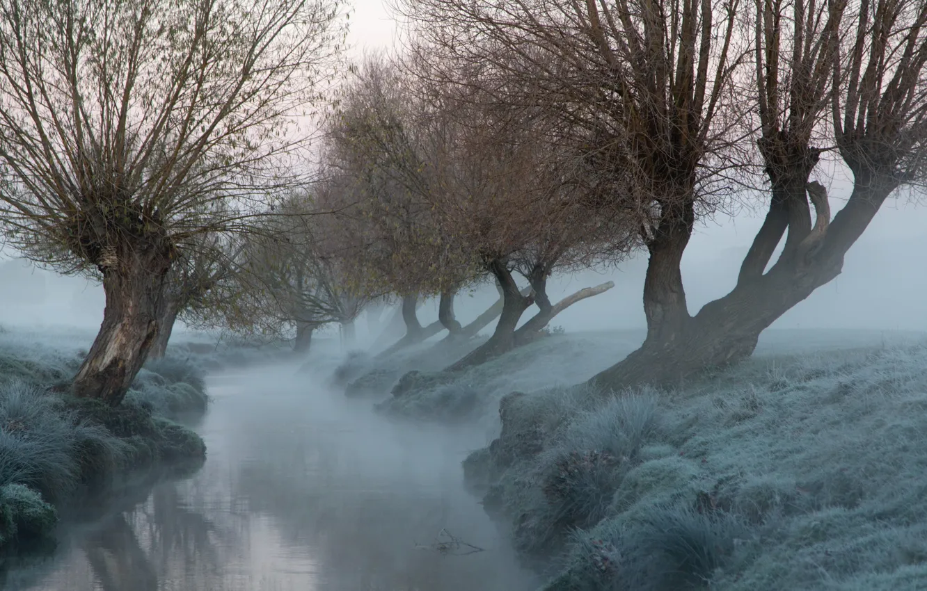 Photo wallpaper trees, fog, river