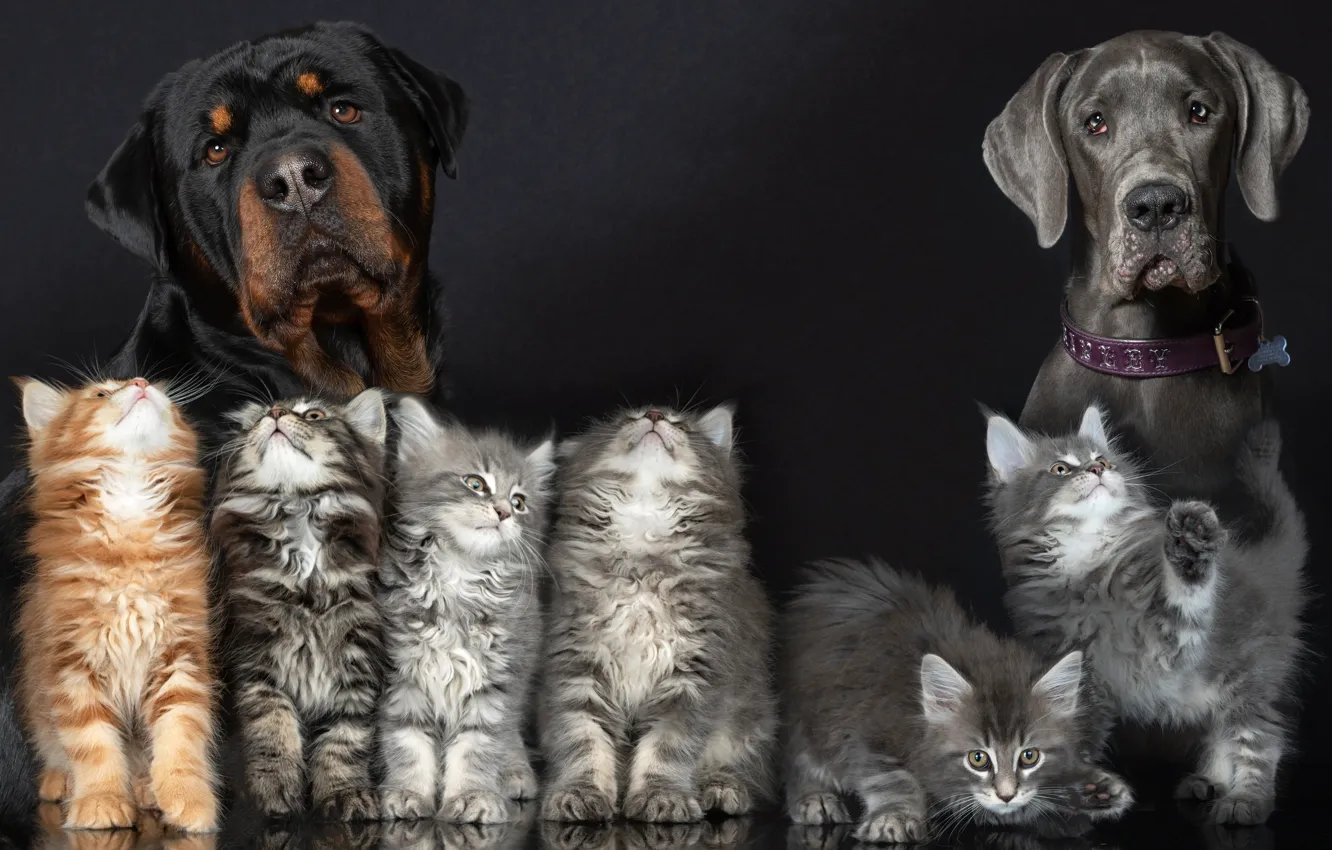 Photo wallpaper dogs, background, collage, kittens