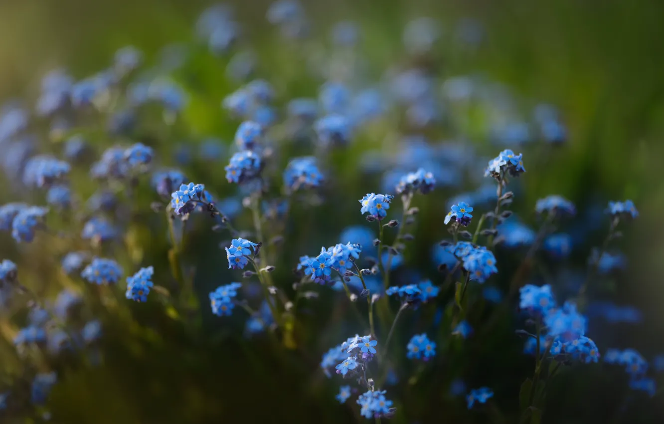 Photo wallpaper flowers, sprig, blue, glade, blur, spring, blur, green background