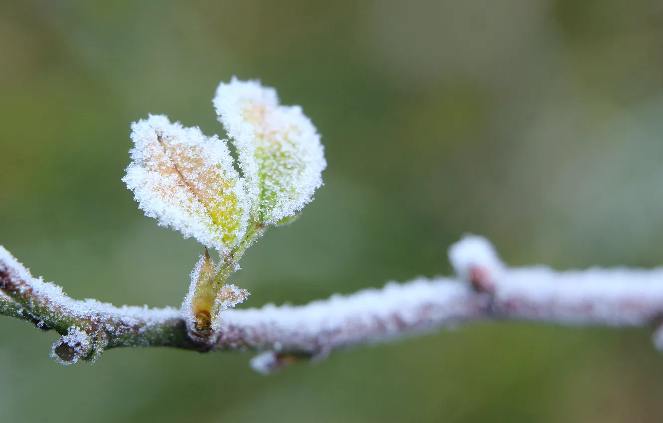 Photo wallpaper winter, leaf, twig, hoarfrost