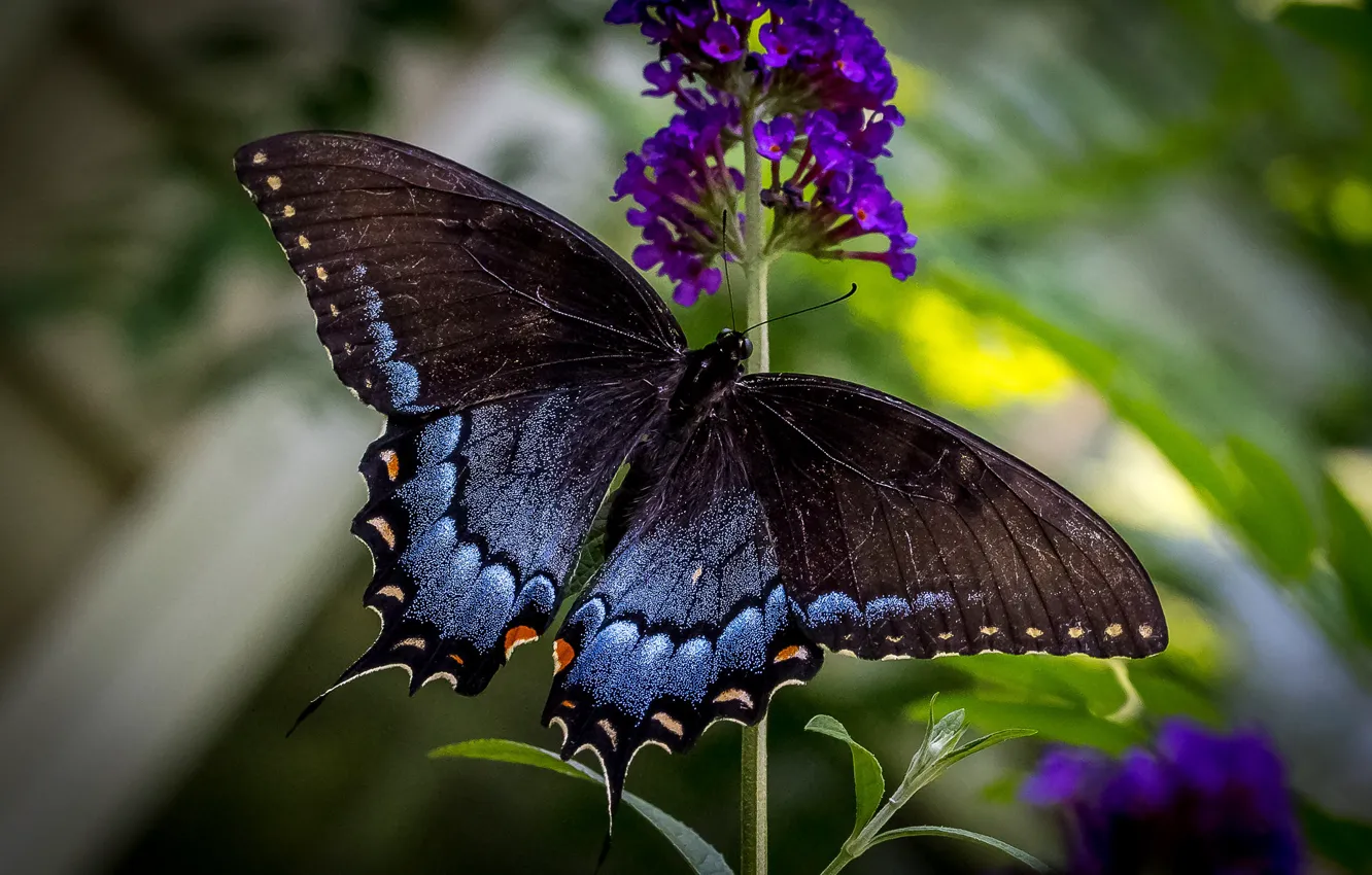 Photo wallpaper flowers, butterfly, wings