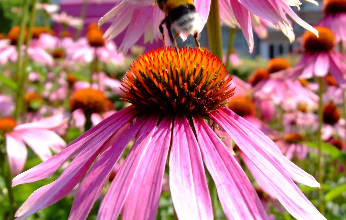 Photo wallpaper flowers, nature, petals, insect, bumblebee, Echinacea