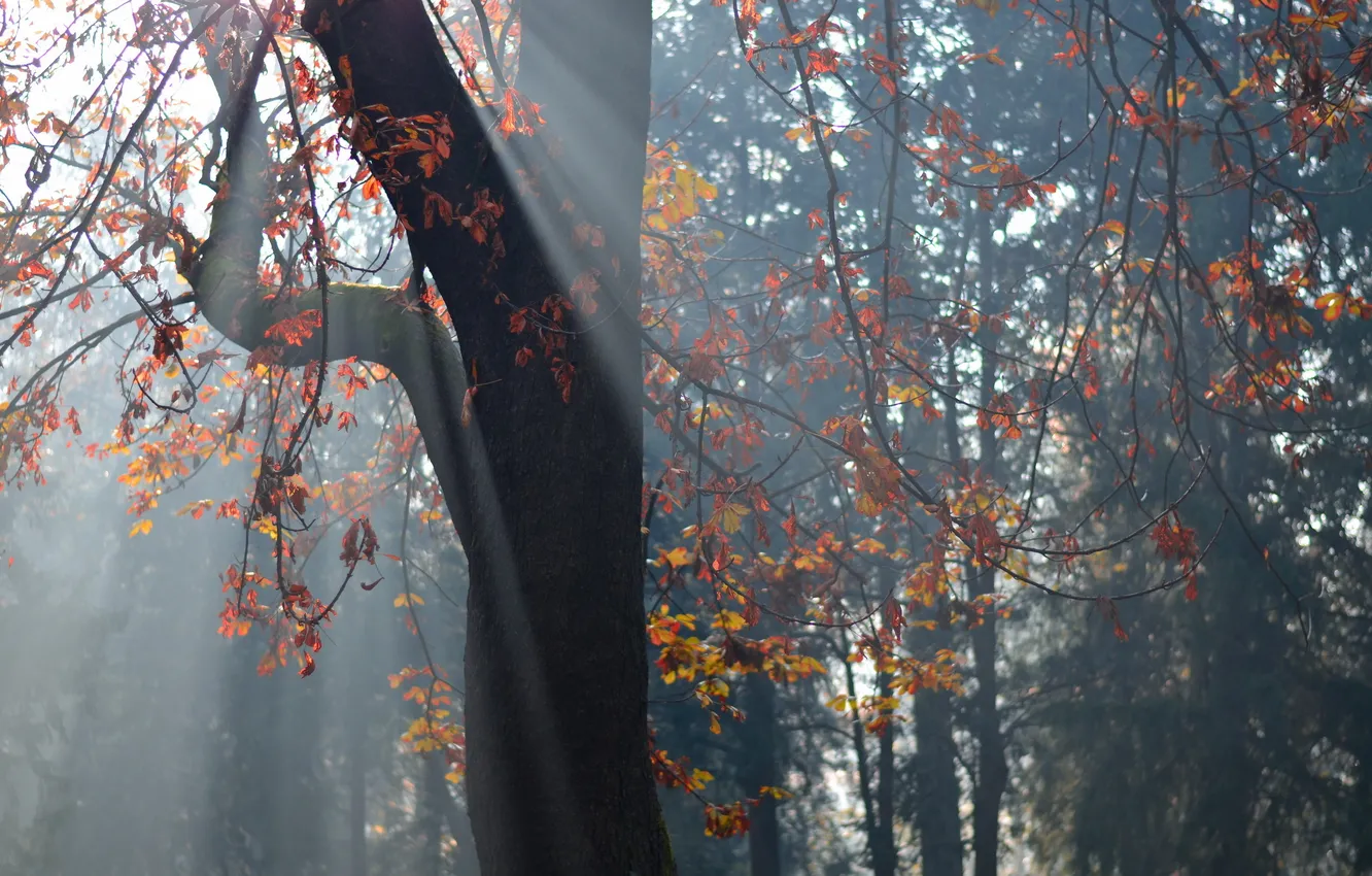 Photo wallpaper leaves, light, nature, tree