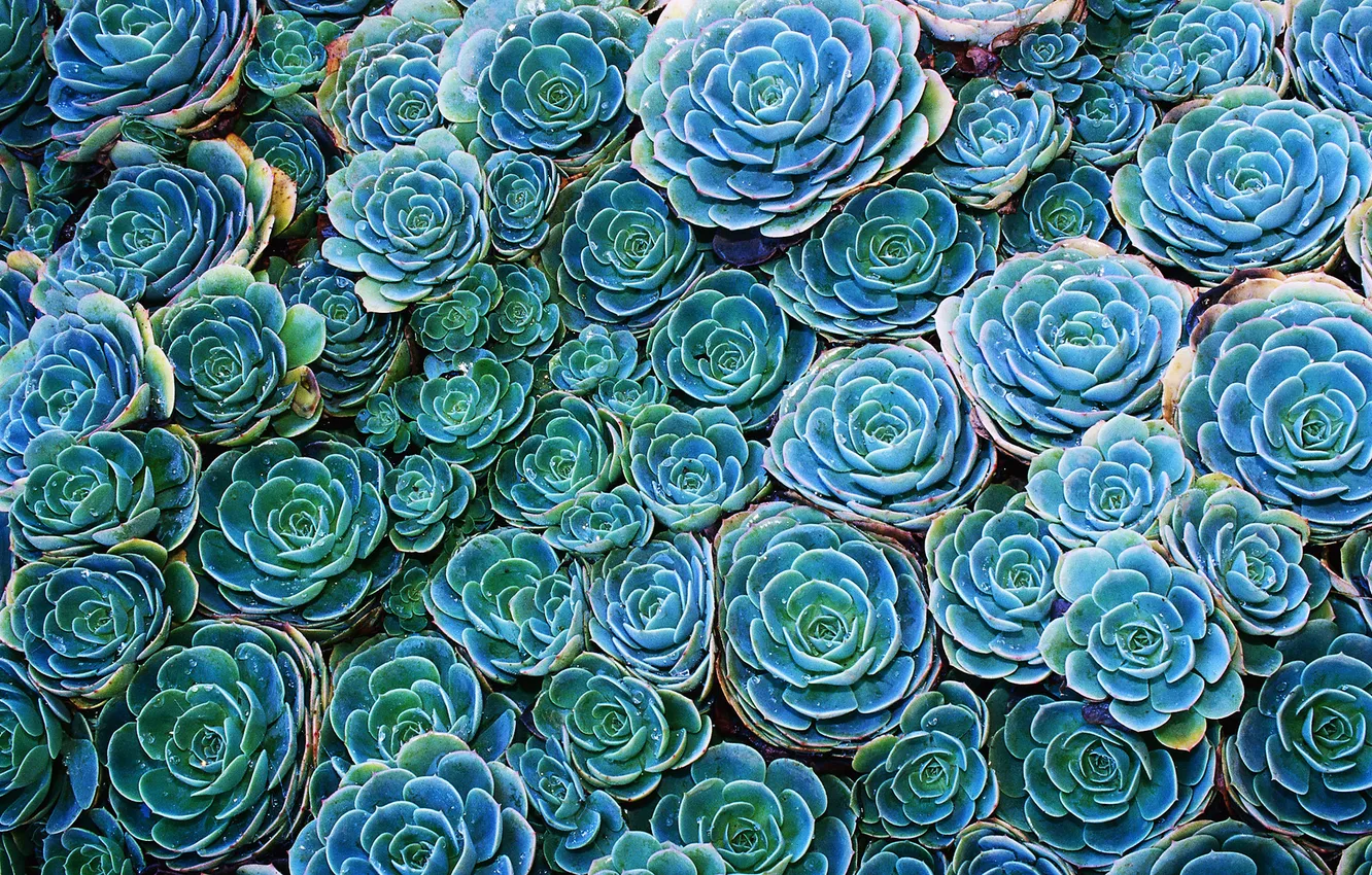 Photo wallpaper green, cactus, Echeveria