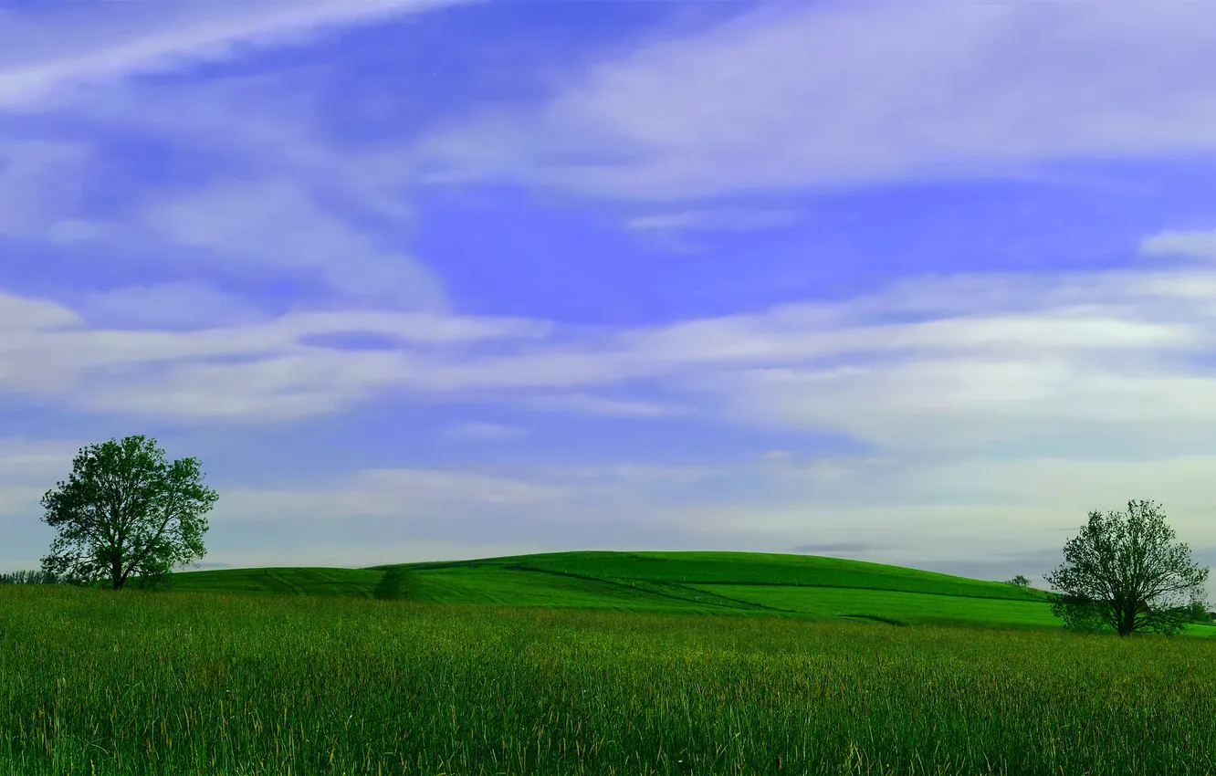 Photo wallpaper field, trees, landscape, photo