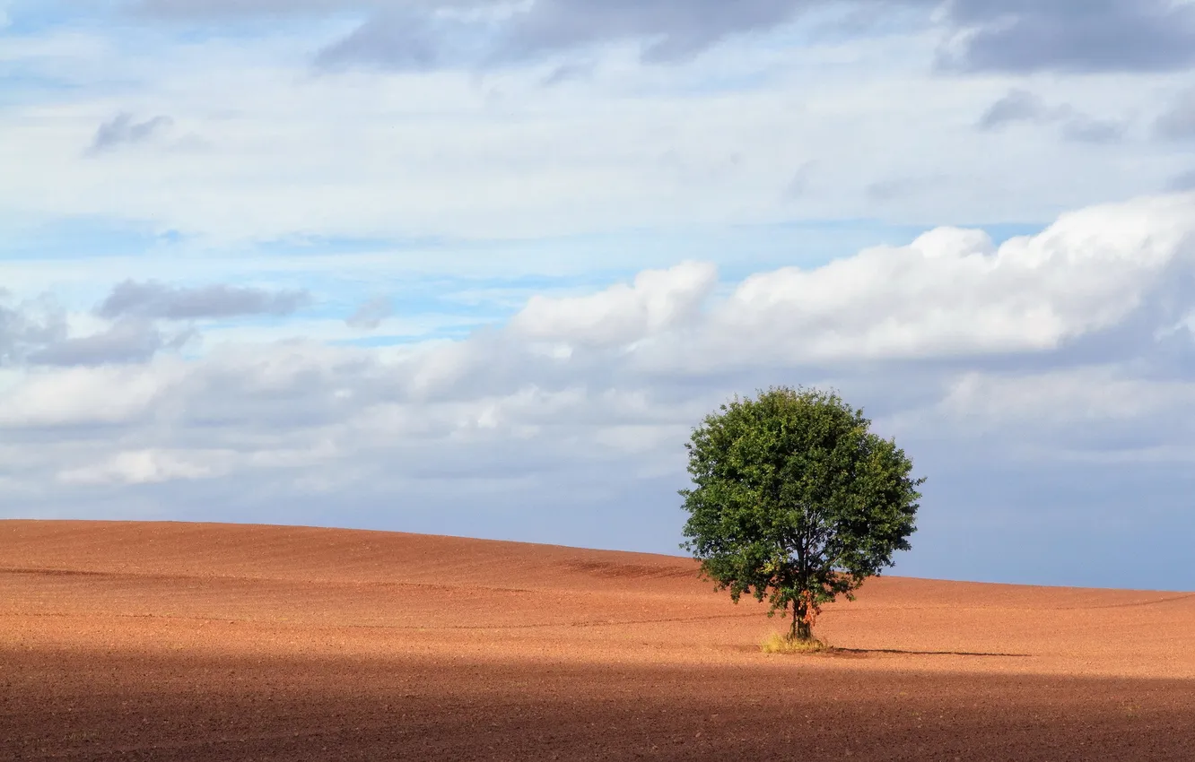 Photo wallpaper field, trees, landscape