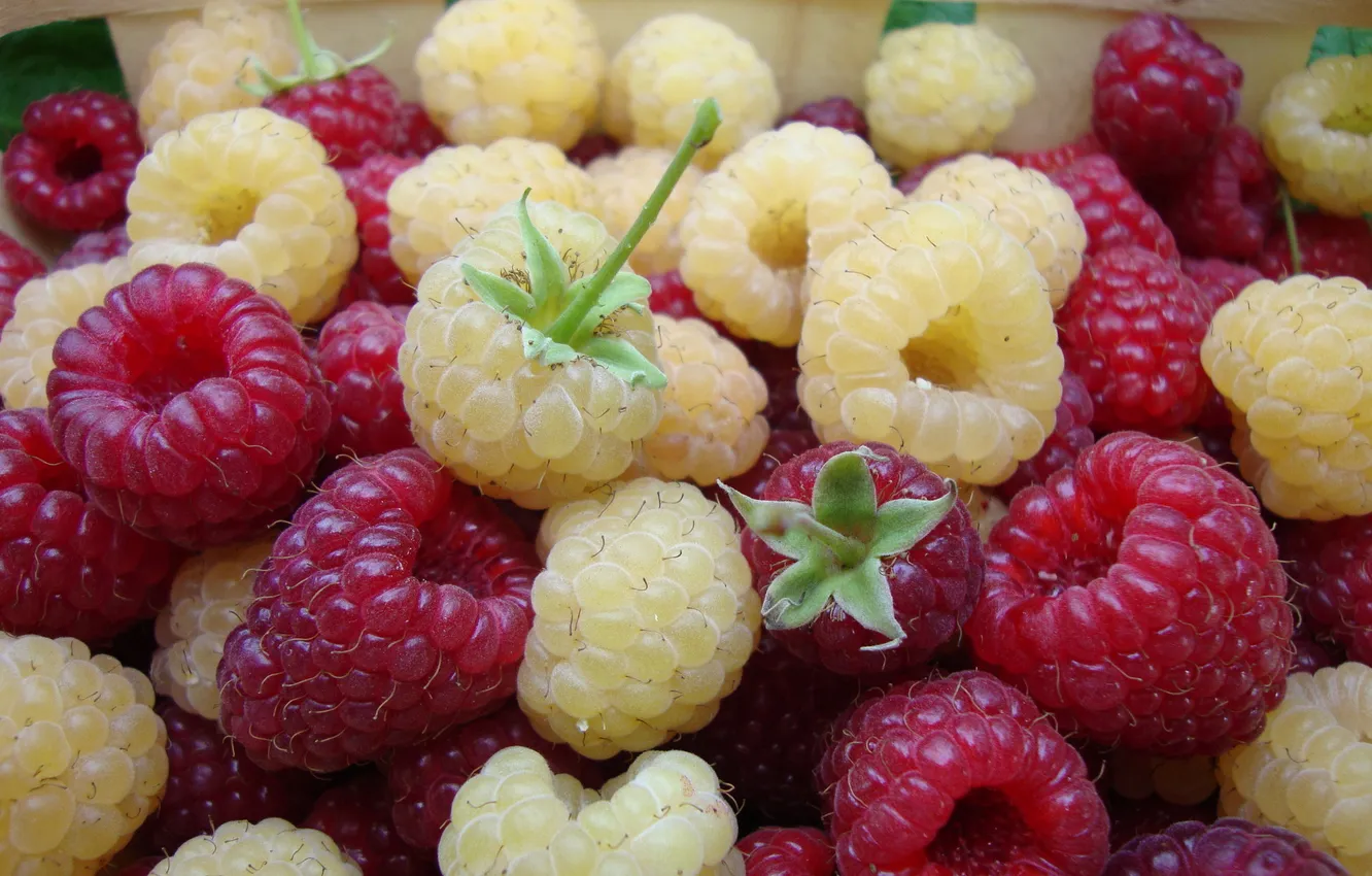 Photo wallpaper berries, raspberry, color