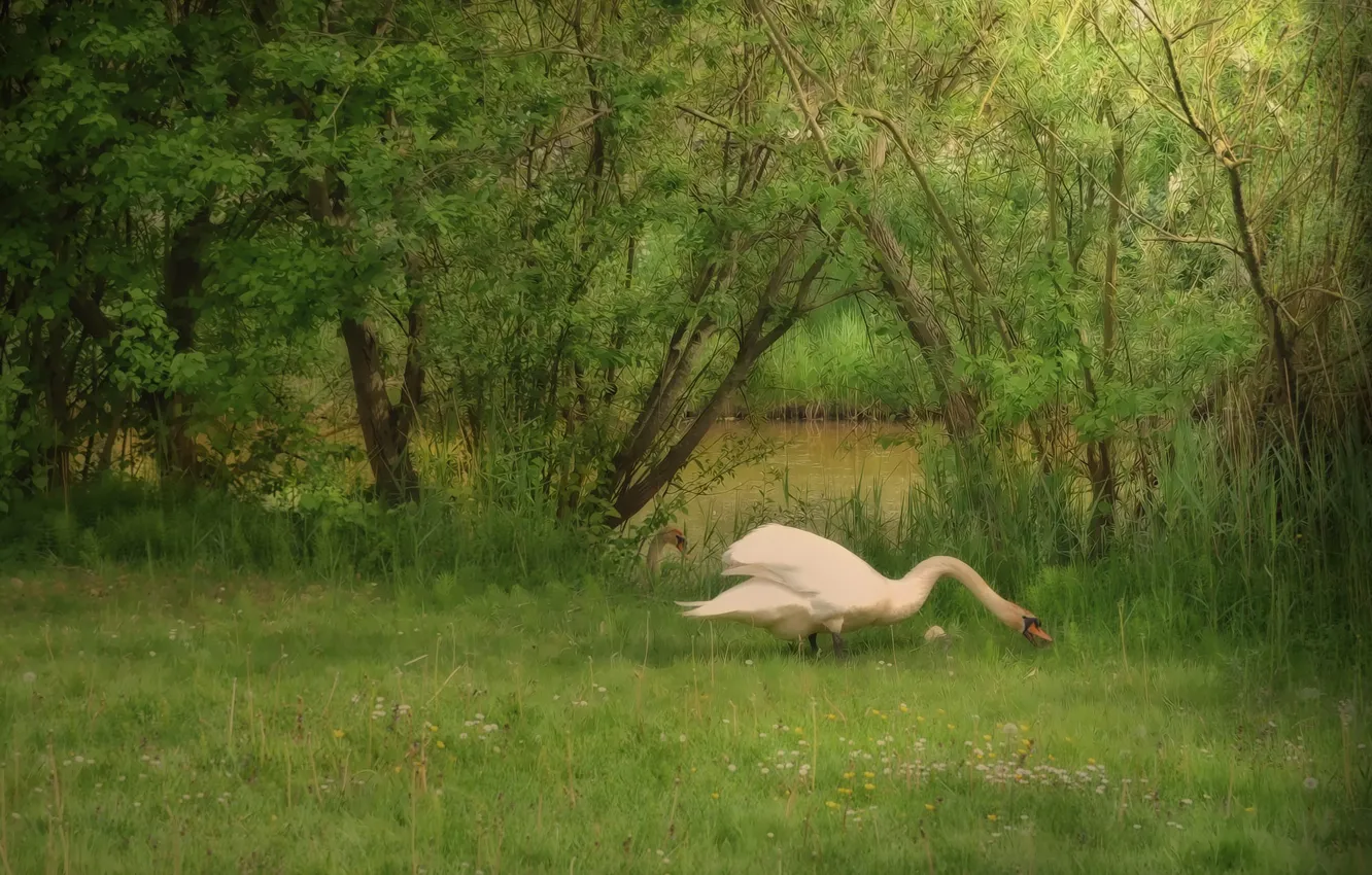 Photo wallpaper greens, white, summer, grass, trees, branches, nature, pond