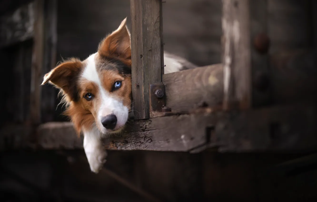 Photo wallpaper look, face, dog, The border collie