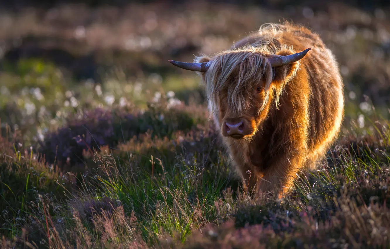 Photo wallpaper field, summer, grass, look, face, cows, meadow, red