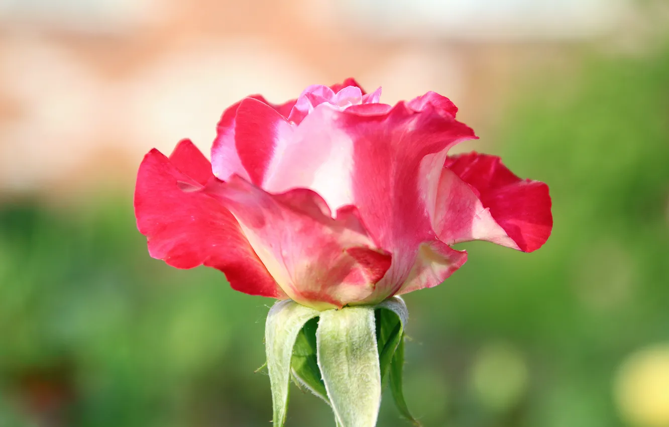 Photo wallpaper flower, macro, background, pink, rose, Bud, blurred, rosette