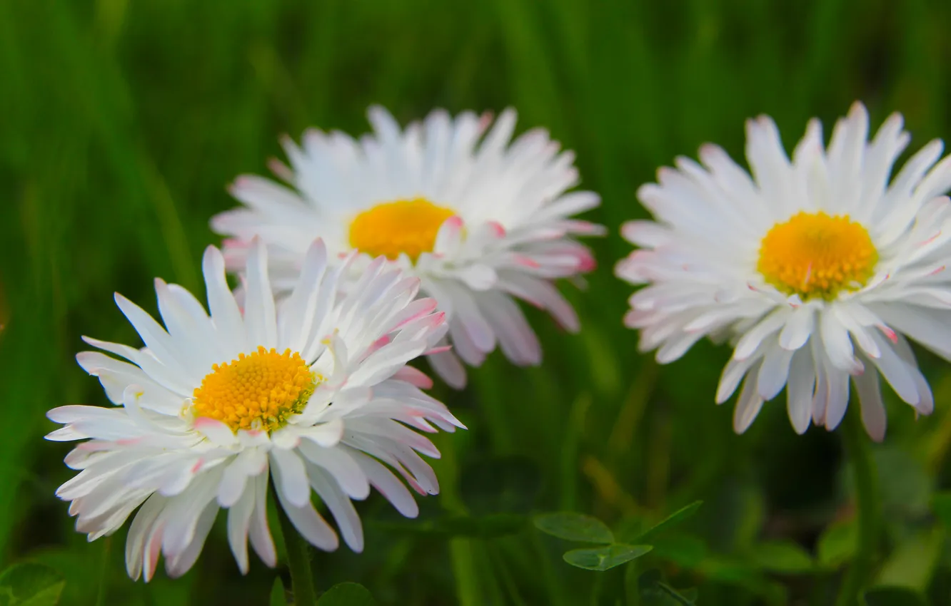 Photo wallpaper flower, spring, daisy