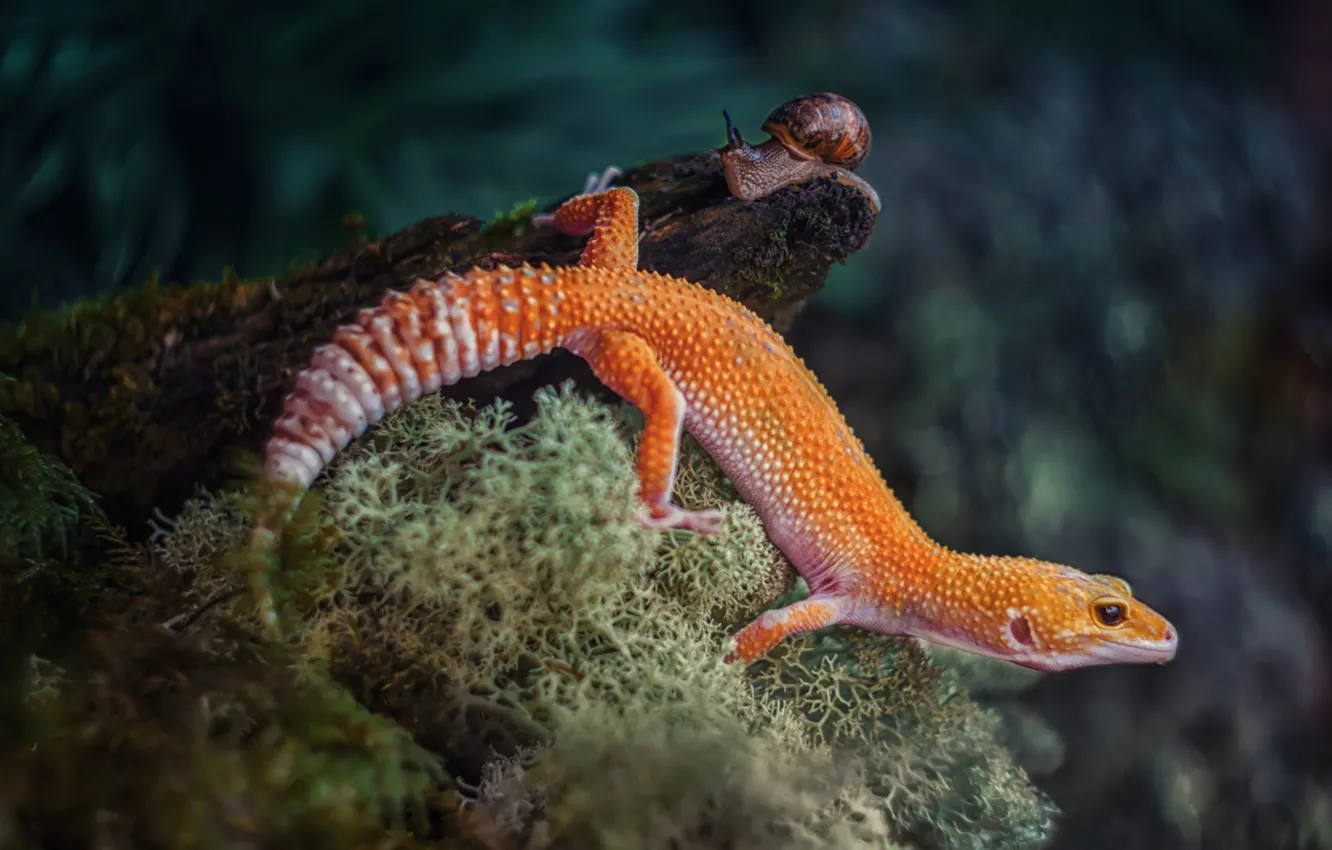 Photo wallpaper orange, moss, lizard, tail
