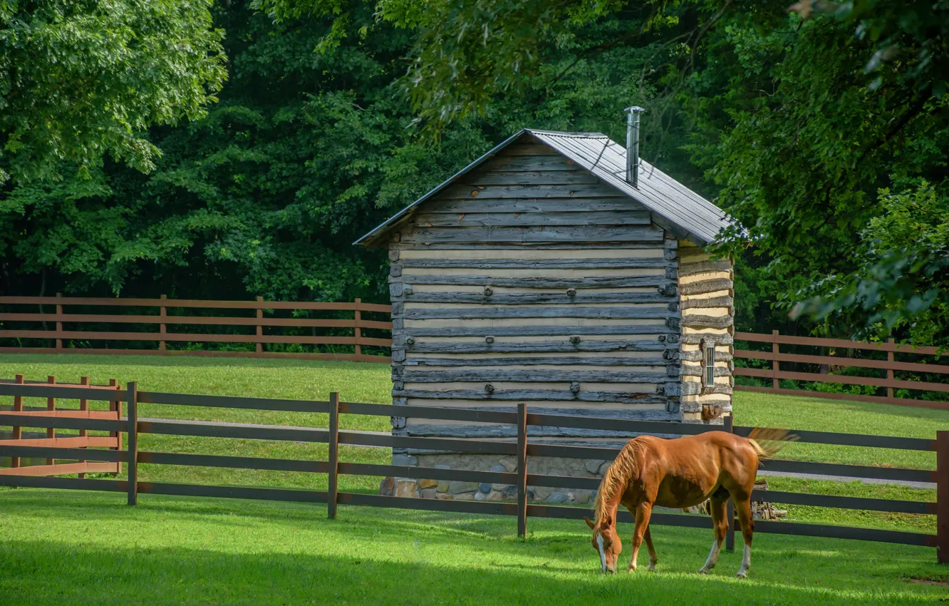 Photo wallpaper horse, glade, horse, the fence, house, lawn, corral, chestnut