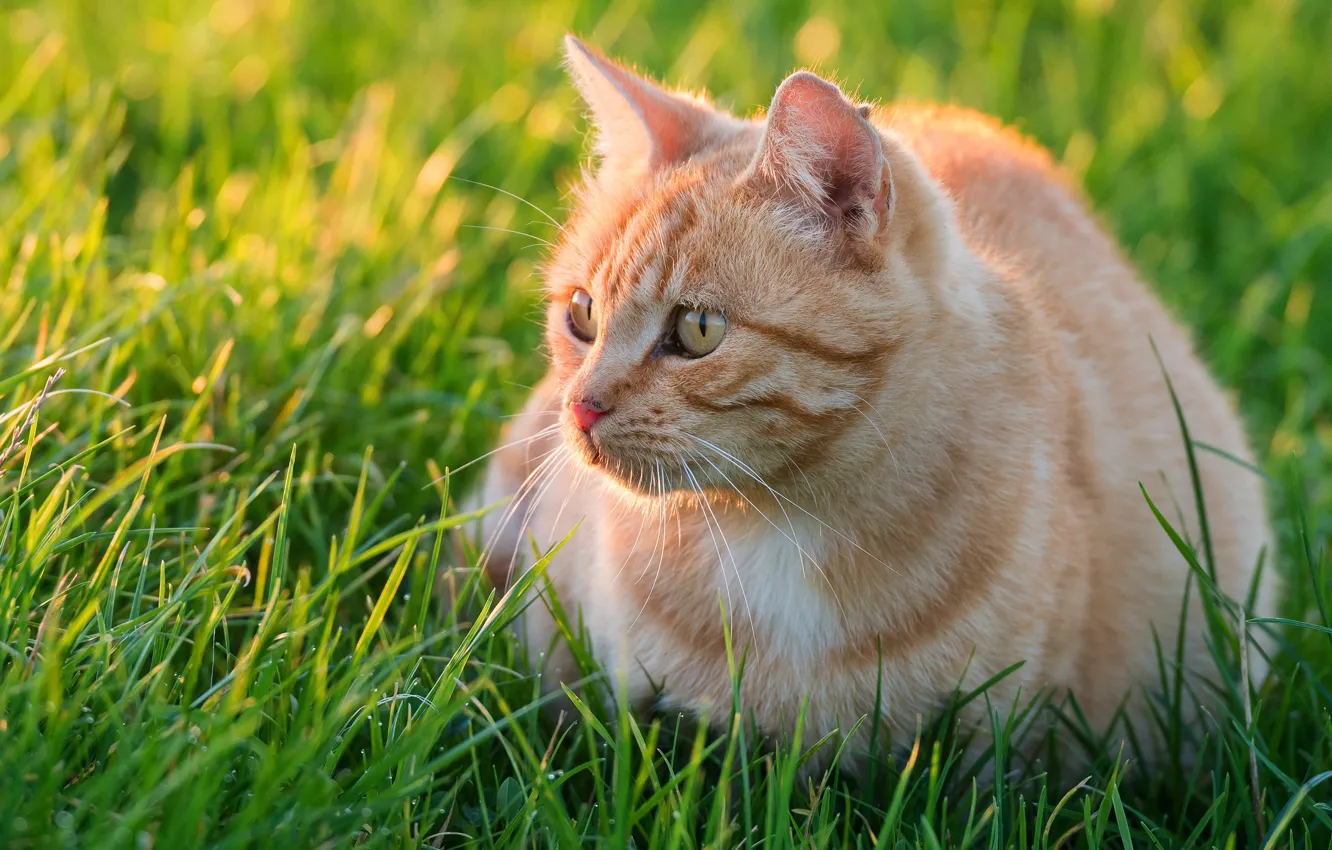 Photo wallpaper cat, summer, grass, look, kitty, red, kitty