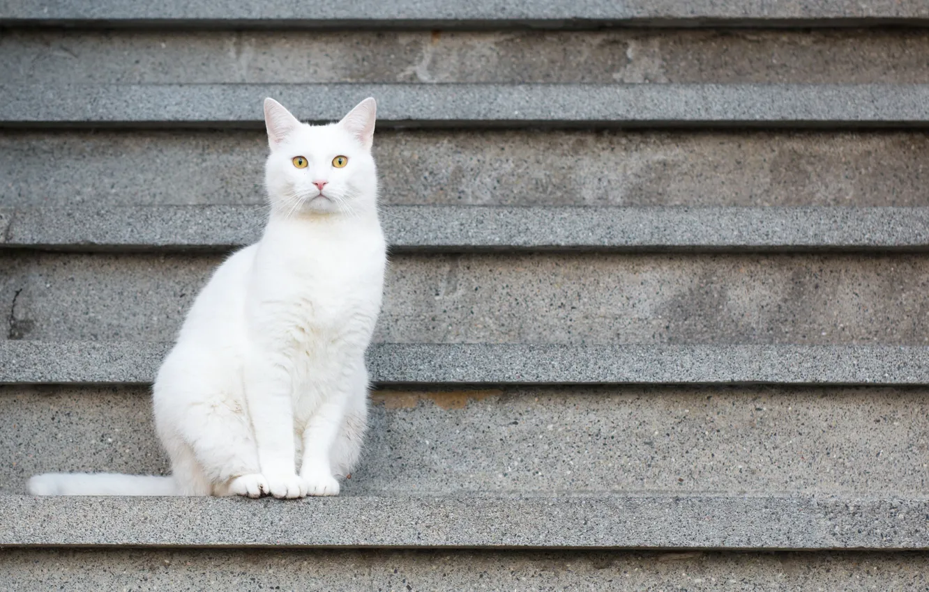 Photo wallpaper white, cat, sitting