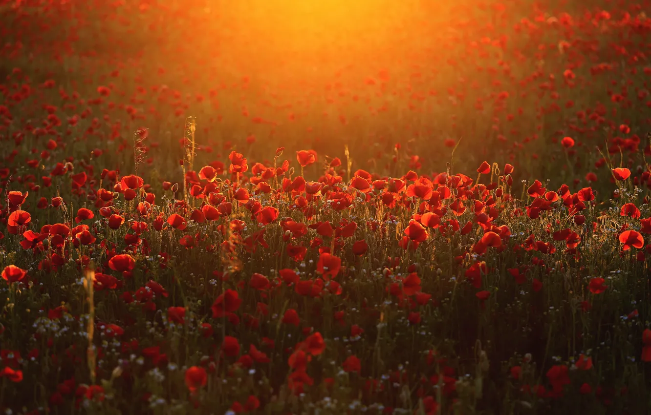 Photo wallpaper field, light, flowers, Maki, red, a lot, poppy field