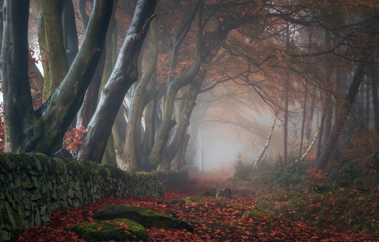 Photo wallpaper autumn, forest, trees, branches, nature, fog, Park, stones
