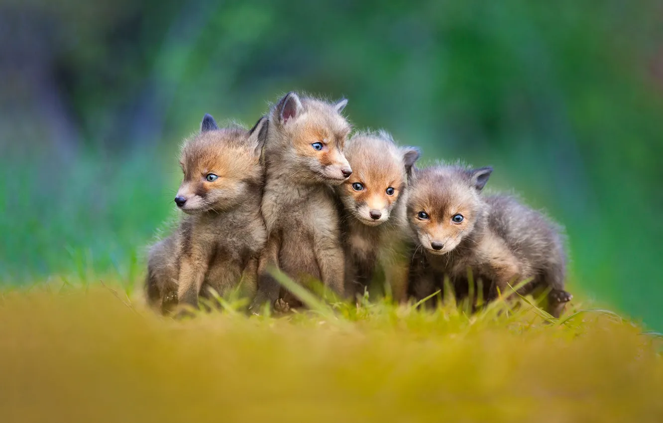 Photo wallpaper background, Fox, Fox, cubs, little cubs