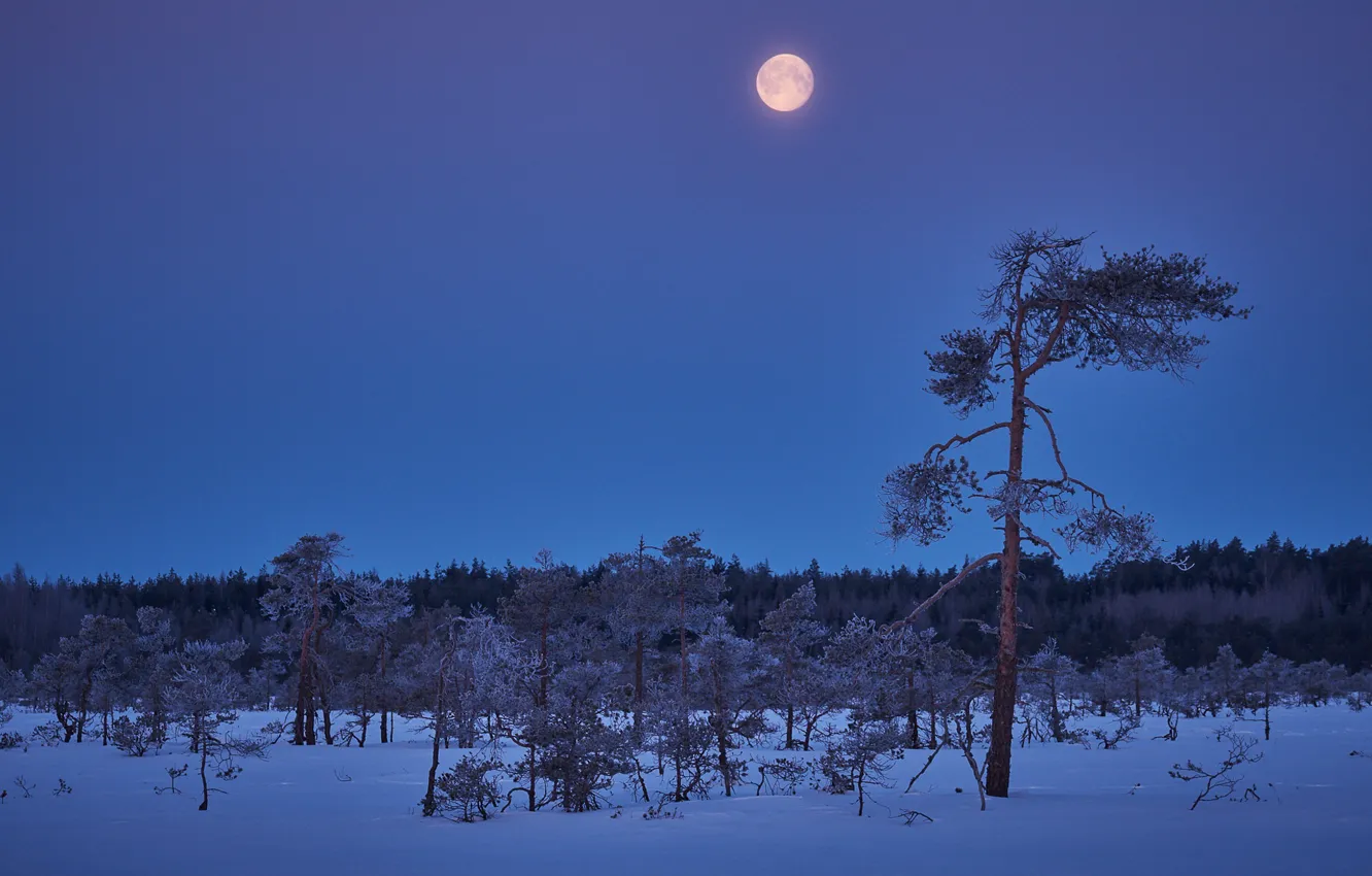 Photo wallpaper winter, night, the moon