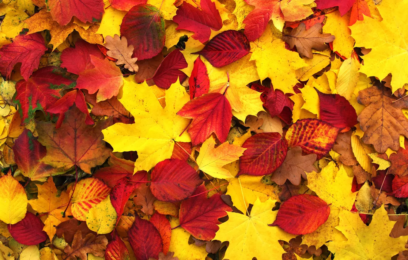 Photo wallpaper autumn, leaves, background, colorful, maple, background, autumn, leaves