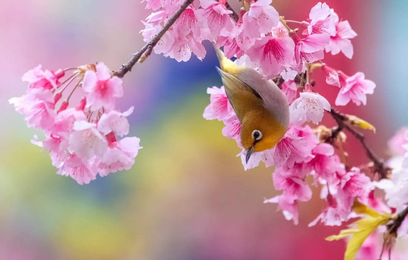 Photo wallpaper flowers, branches, yellow, bird, Sakura, bright, bird, pink background