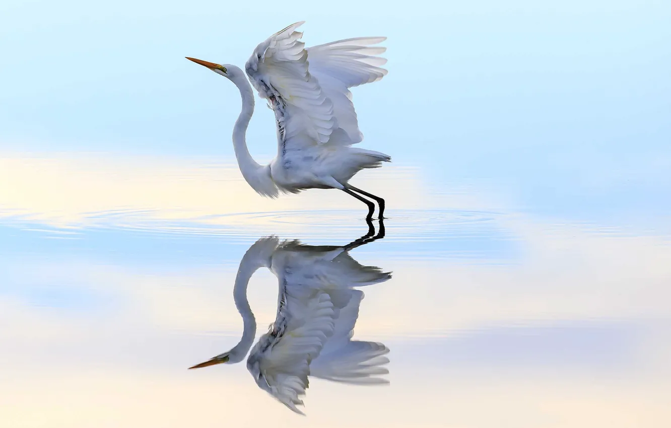 Photo wallpaper water, flight, reflection, bird, Heron