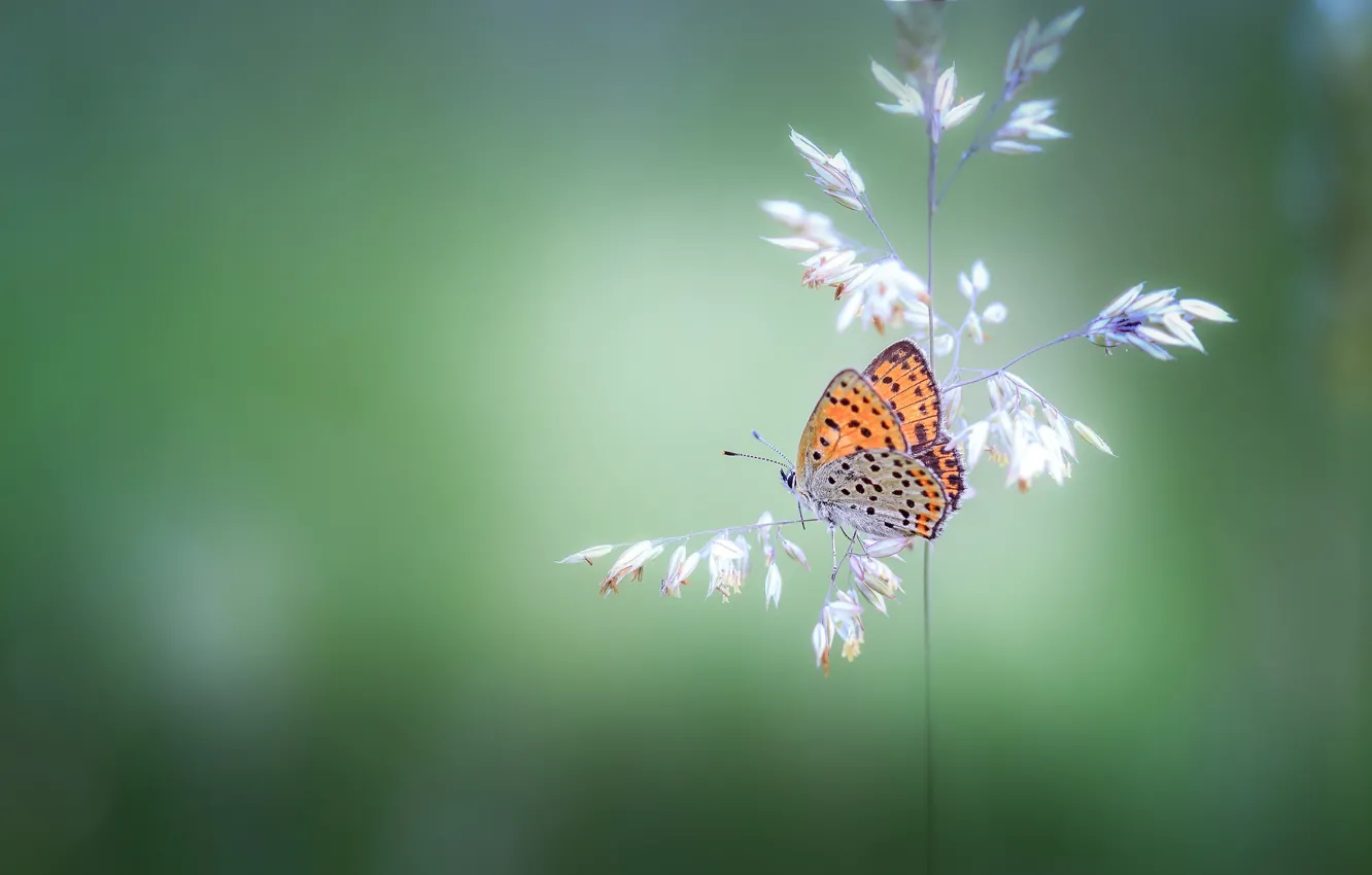 Photo wallpaper butterfly, plant, butterfly, bokeh