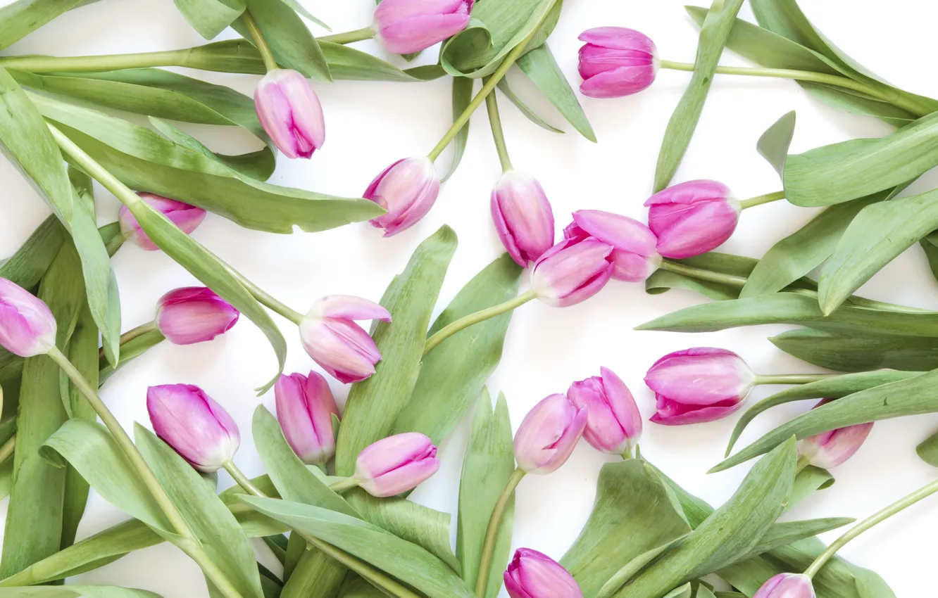 Photo wallpaper flowers, pink, bouquet, spring, tulips