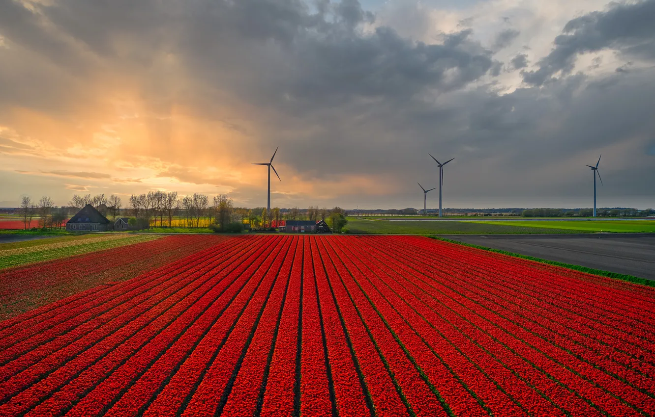 Wallpaper Field The Sky Clouds Flowers Strip View Spring Dal For