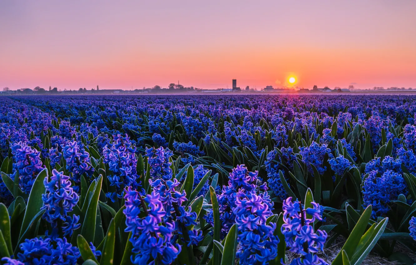 Photo wallpaper sunset, flowers, spring, hyacinths