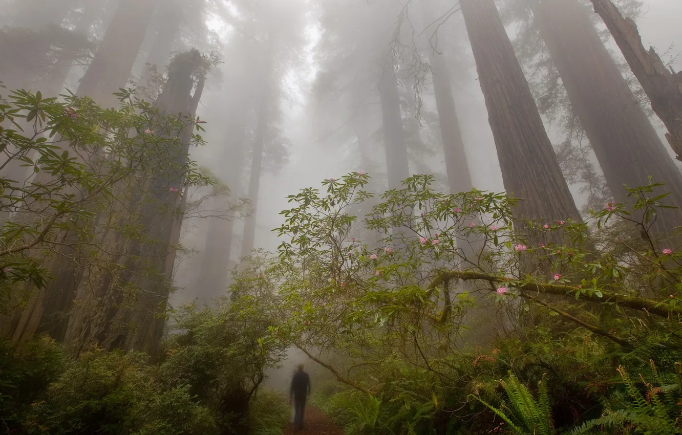 Photo wallpaper forest, trees, fog, people, trail