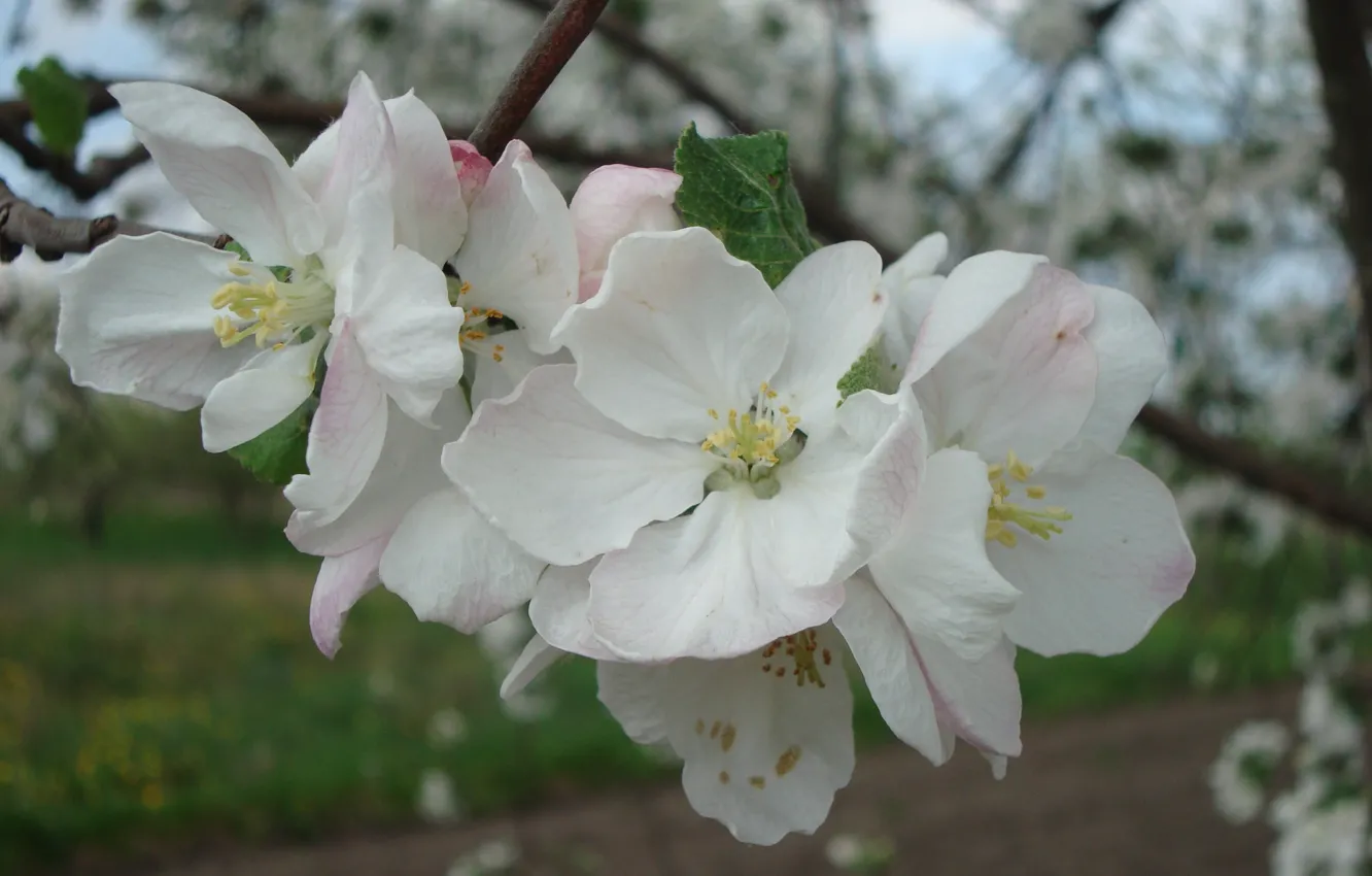 Photo wallpaper Apple tree in bloom, spring, the gardens are blooming