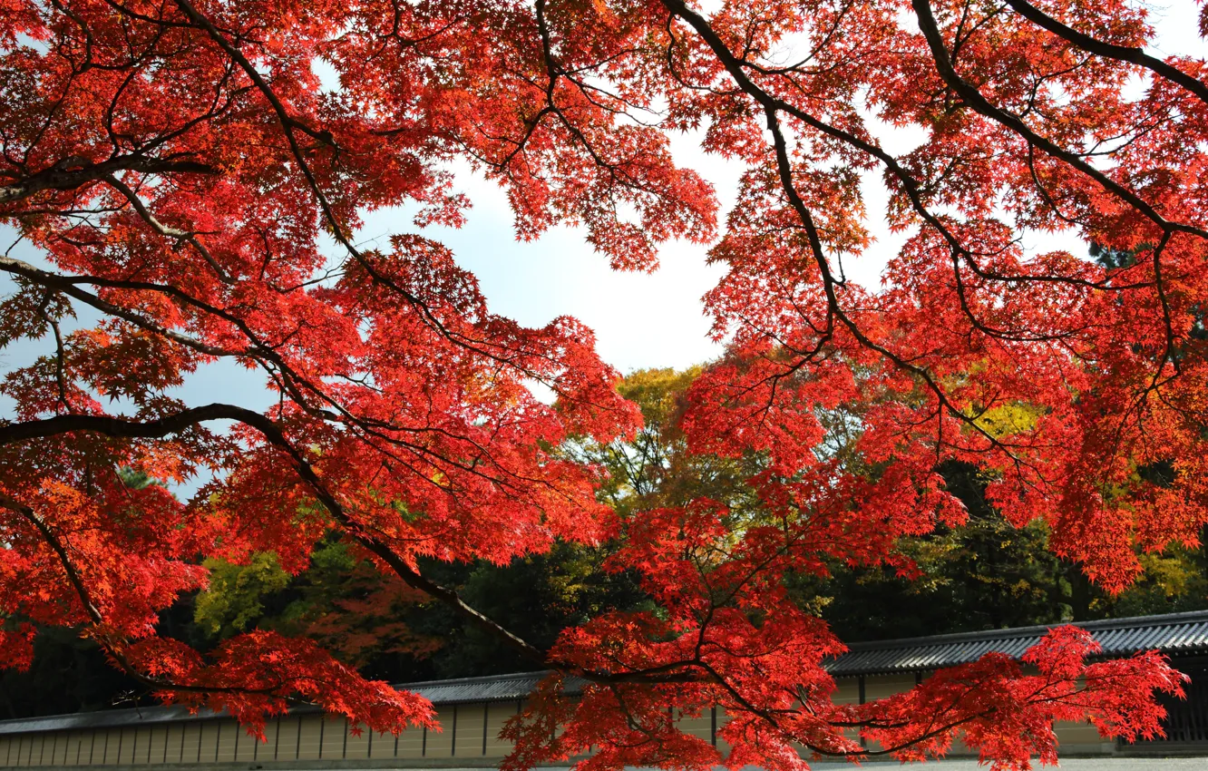 Photo wallpaper autumn, leaves, trees, red, Park, Japan, garden, maple