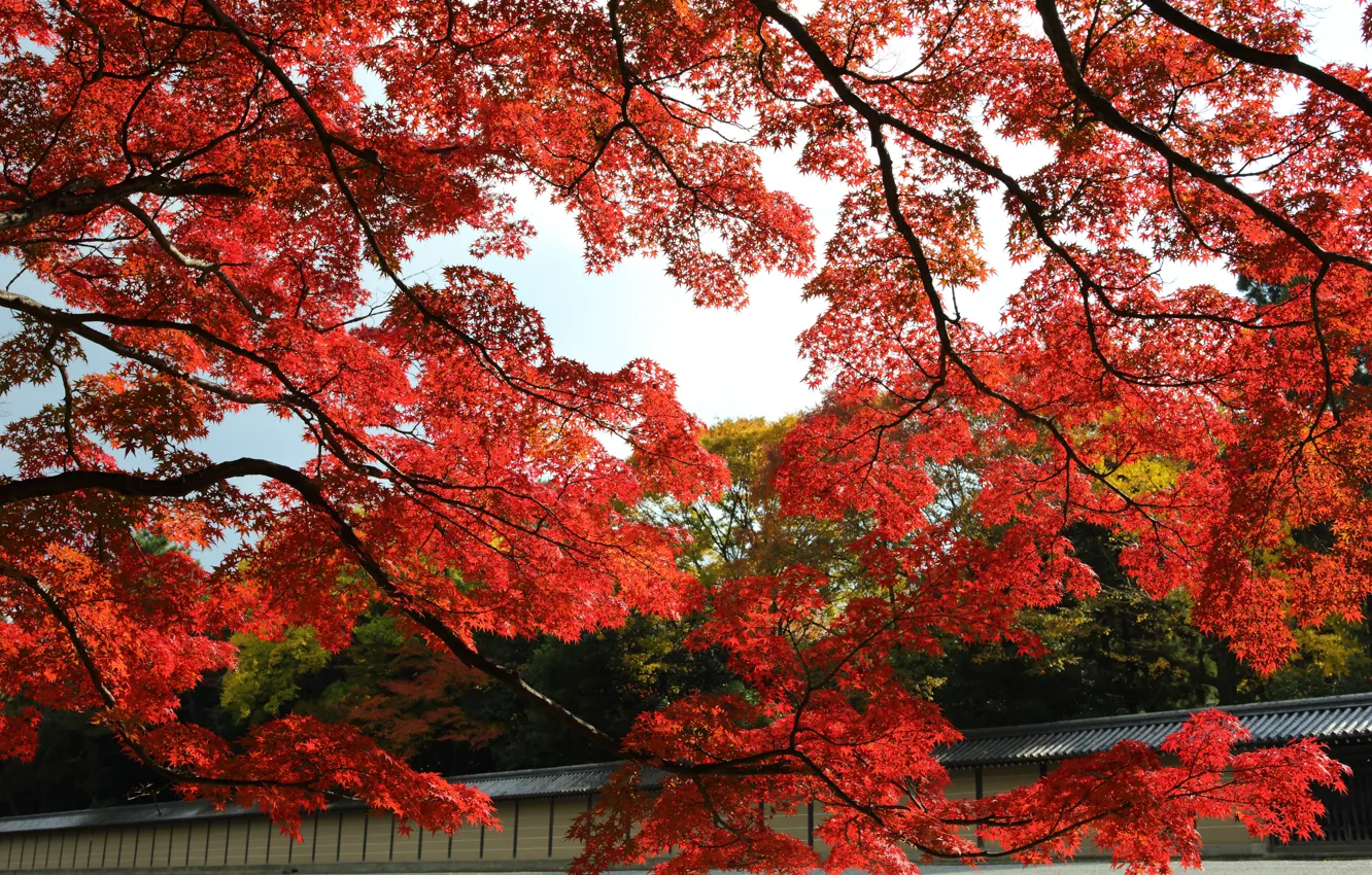 Photo wallpaper autumn, leaves, trees, Park, Japan, garden, red, maple