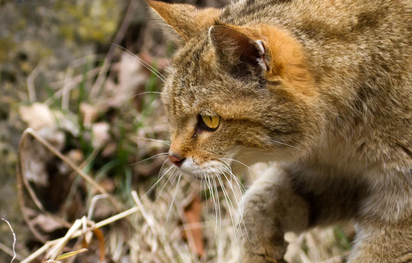 Photo wallpaper cat, face, profile, wildcat, wild cat