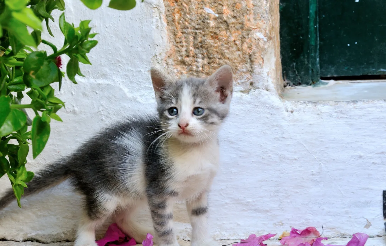 Photo wallpaper summer, eyes, look, background, kitty