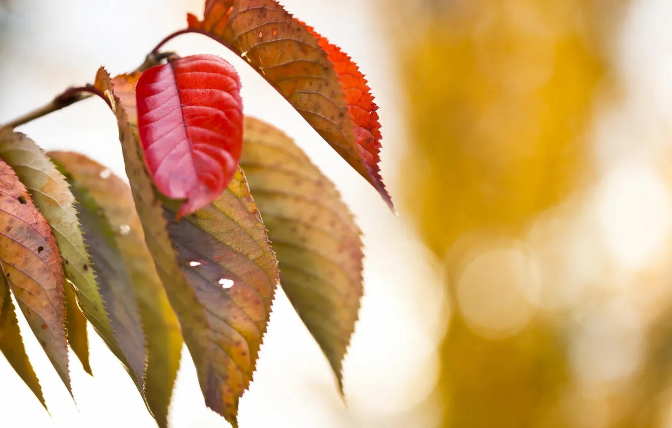 Photo wallpaper leaves, branches, nature