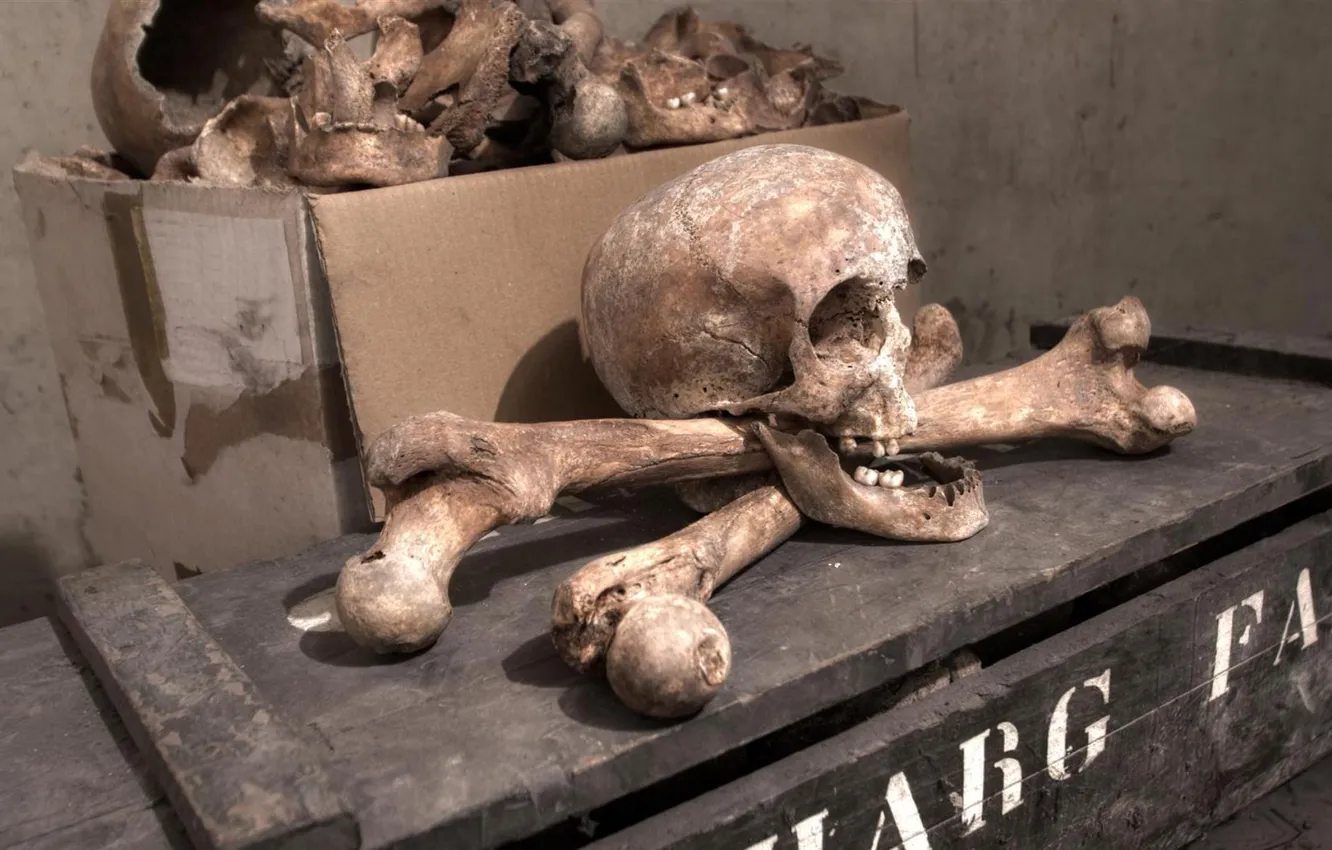Photo wallpaper skull, bones, Pirate Treasure
