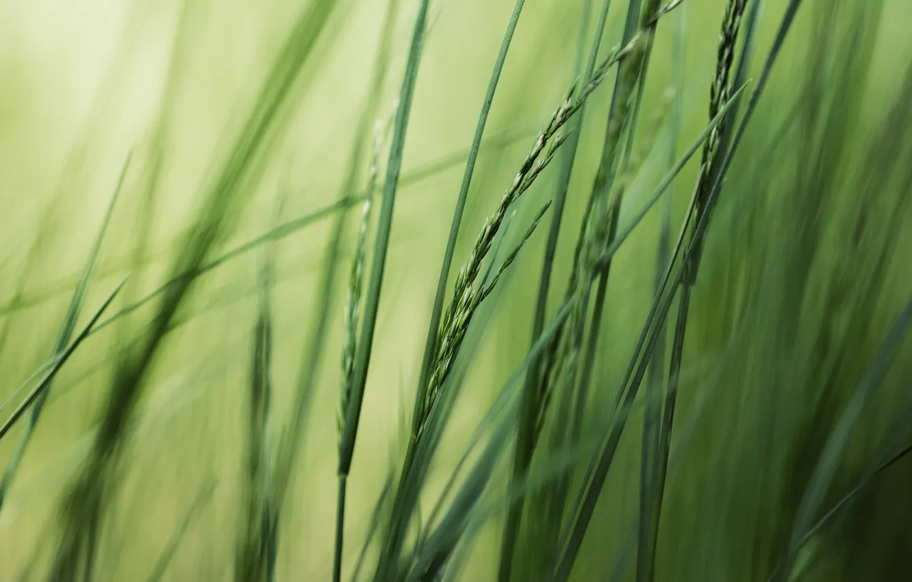 Photo wallpaper greens, summer, grass, macro, nature, photo, background, Wallpaper