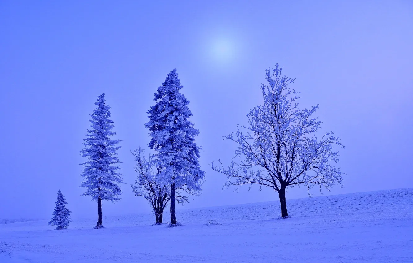 Photo wallpaper winter, frost, field, snow, trees, landscape, spruce, frost