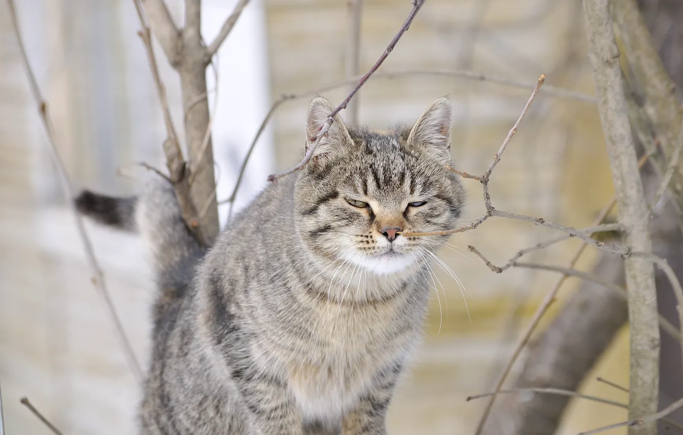 Photo wallpaper cat, spring, murrrr
